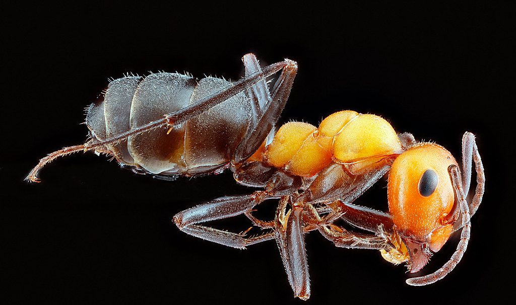 Ant Control service in New Rochelle, NY