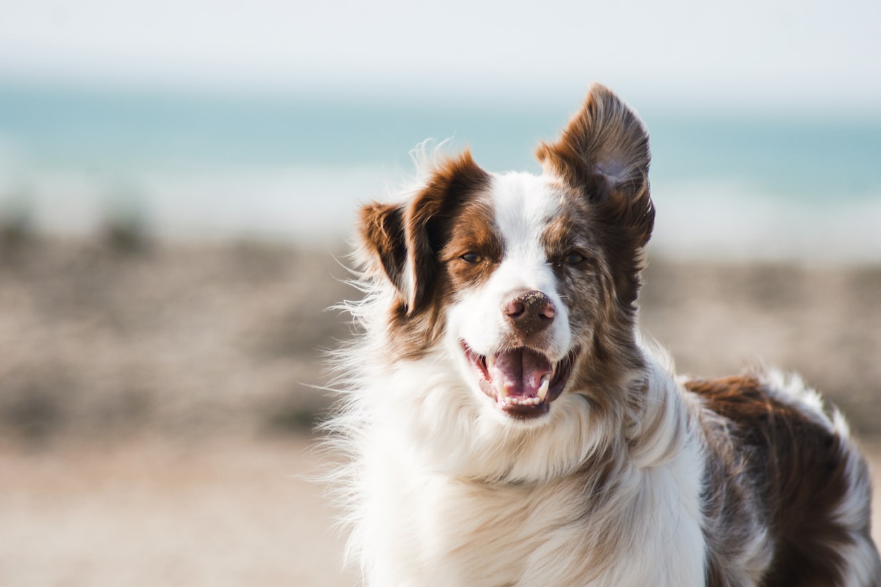 Flea & Tick Control service in New Rochelle, NY