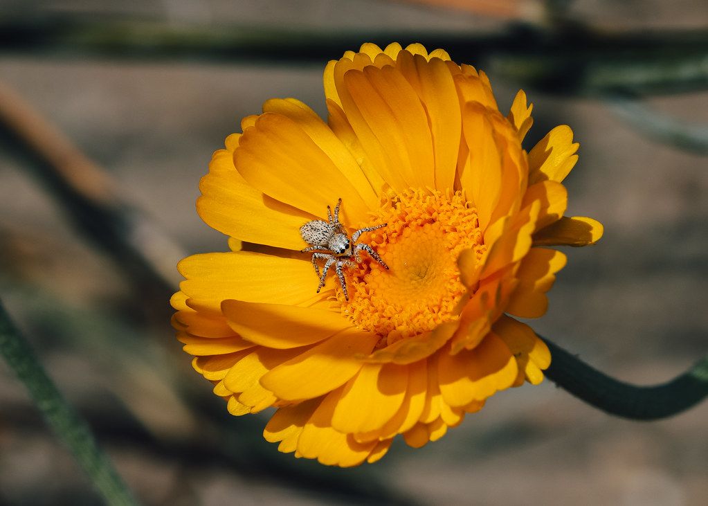 Spider Control service in New Rochelle, NY